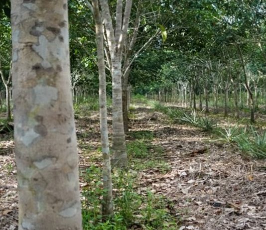 Norskstøttet grønt investeringsfond finansierer bærekraftig gummiproduksjon