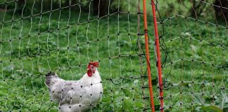 Andelslandbruk øker i Norge, og de fleste gårdene er økologiske