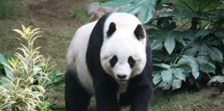 Filter Nyheter: WWF anklages for å ha finansiert grove forbrytelser i Afrika og Asia