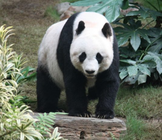 Filter Nyheter: WWF anklages for å ha finansiert grove forbrytelser i Afrika og Asia