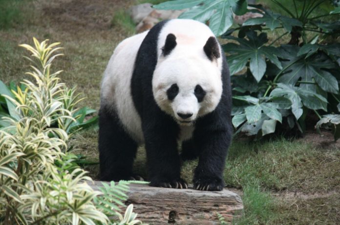 panda_060319
