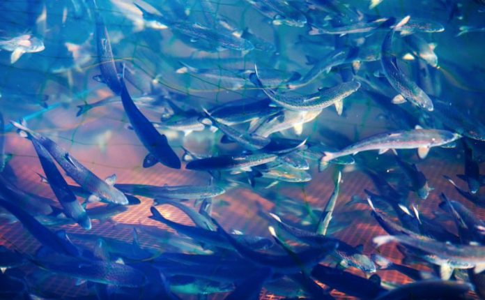 fiskeoppdrett_240419