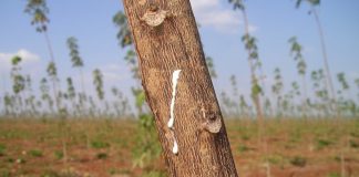 Kan være et gjennombrudd: Forskere har utviklet plante/gummibasert matplast