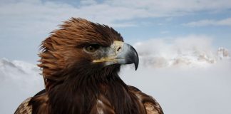 Ørner i Dalen i Telemark og spekkhoggere i Troms med i National Geographics nye naturserie