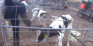 Grotesk dyremishandling avslørt ved Fair Oaks Farm, en av USAs største melkeprodusenter