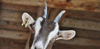Hver femte konvensjonelle bonde har vurdert å legge om til økologisk
