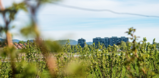 Norge importerer over halvparten av maten vi spiser. Hvorfor gjør vi det?