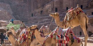 Erstatter kull: Kamelmøkk drifter betongproduksjon