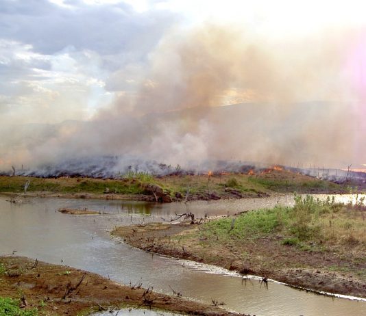 Ikke siden 2008 har det vært høyere avskoging i Amazonas