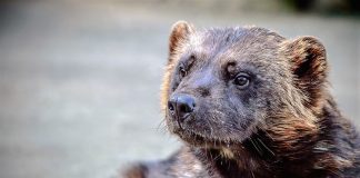 Klager på vedtak om lisensfelling av jerv