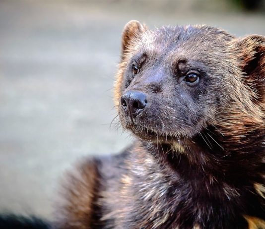 Klager på vedtak om lisensfelling av jerv