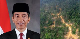 Indonesia innfører hogstforbud på et område dobbelt så stort som Norge