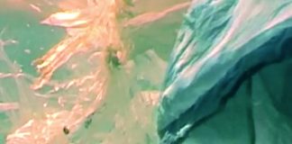 Greenpeace: “Har funnet marerittaktige konsentrasjoner av plast i Nord-Atlanteren”