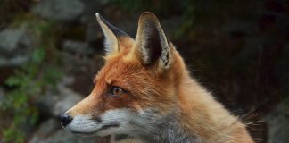 Rovdyr over hele landet har muse- og rottegift i seg, og rødreven aller mest