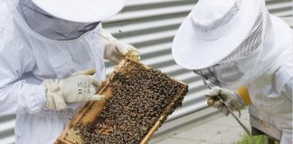 Amerikanske birøktere saksøker Trumps EPA for “ulovlig” re-introduksjon av sprøytemiddel