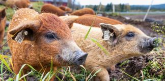 Nå lanseres dyrevernmerket gris