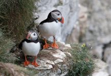 Laksefôr: Skandinavisk tobisfiske utenfor UK truer skotsk lundefuglbestand, hevder ornitologer