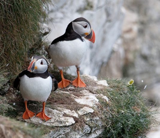 Planlagt vindkraftverk i Møre og Romsdal er “midt i matfatet til lundene”