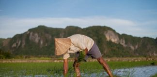 Enkel vanningsmetode kan gi klimavennlig ris
