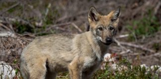 Hvor farlig er ulven – sånn egentlig?