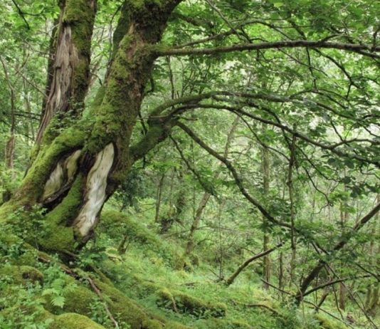 28 nye skogsområde vert naturreservat
