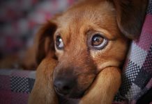 Beskjeden fra Mattilsynet er klar: Ikke gi dyr i julegave