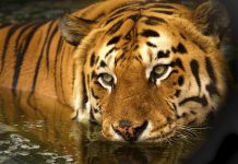 Tigerbestanden i India har trolig ikke økt så mye likevel