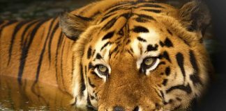 Tigerbestanden i India har trolig ikke økt så mye likevel