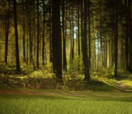Storbritannia: Planter 20 millioner trær for å nå nullutslippsmålet