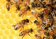 EU forbyr sprøytegiften thiacloprid, et av stoffene som skader bier og humler