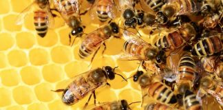 EU forbyr sprøytegiften thiacloprid, et av stoffene som skader bier og humler
