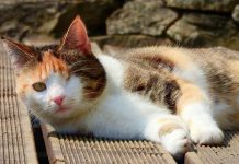 Fikk bot på 14.000 kroner for ikke å hjelpe katten sin