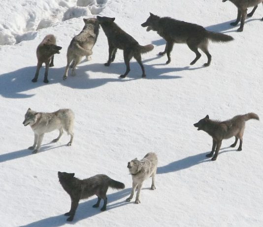 WWF vant rettssak, felling av ulvene i Julussa og Osdalen var ulovlig