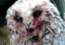Snøugla “Hedwig” var hardt angrepet av knott. Les hvordan norske forskere reddet livet hennes
