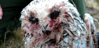 Snøugla “Hedwig” var hardt angrepet av knott. Les hvordan norske forskere reddet livet hennes
