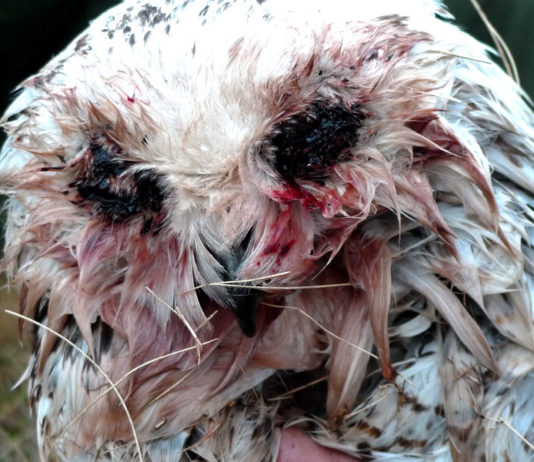 Snøugla “Hedwig” var hardt angrepet av knott. Les hvordan norske forskere reddet livet hennes