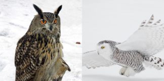 Hubro og snøugle er sterkt truet. Fjelltjenesten ber (deg) om hjelp til kartlegging