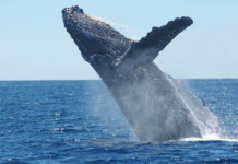 Hvalene kan være med og redde klimaet. Lær deg begrepet “blått karbon” først som sist