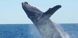 Hvalene kan være med og redde klimaet. Lær deg begrepet “blått karbon” først som sist
