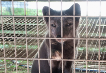 Dyrevernalliansen mener nye runder om pelsdyrkompensasjonen er et svik mot dyrene