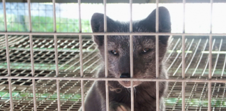 Dyrevernalliansen mener nye runder om pelsdyrkompensasjonen er et svik mot dyrene