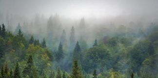 25 nye skogområder er vernet fra i dag