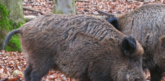Varsler du om syke eller selvdøde villsvin vanker det 2000 kroner i “dusør”
