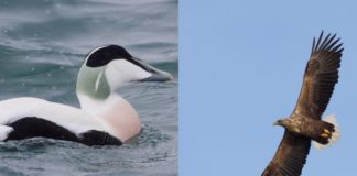 Skyt en havørn – berg en ærfugl?