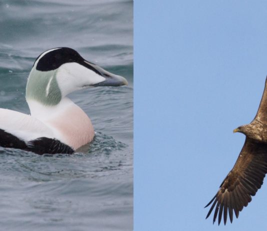 Skyt en havørn – berg en ærfugl?