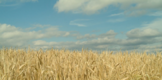 Bygg – anvendelig og bærekraftig urkorn