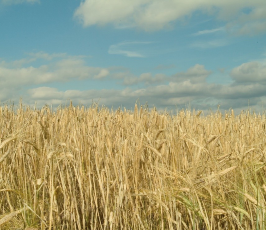 Bygg – anvendelig og bærekraftig urkorn