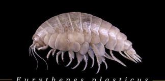 Oppdaget ny art på verdens største havdyp. Den hadde plast i seg