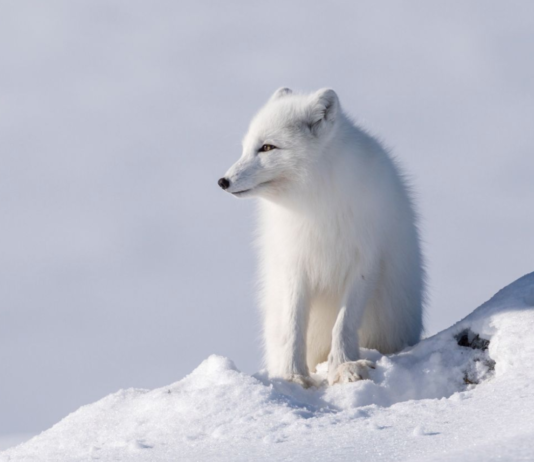 2019 ble et dårlig år for fjellreven, men langtidstrenden er god