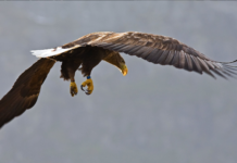 Havørnen er tilbake i Danmark